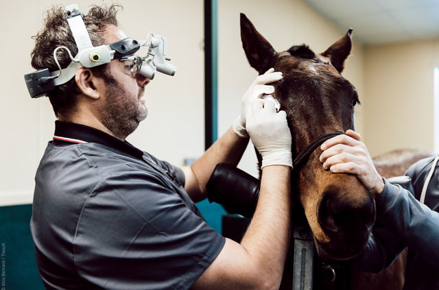 examen ophtalmologique equin