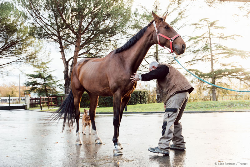 examen locomotion cheval