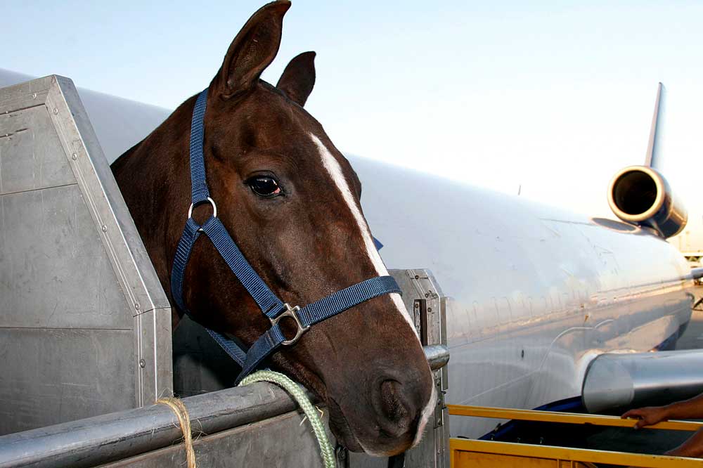 transport de chevaux par avion